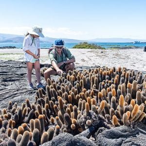 Una guía para visitar las Islas Galápagos: cuándo ir y cómo planificar su viaje