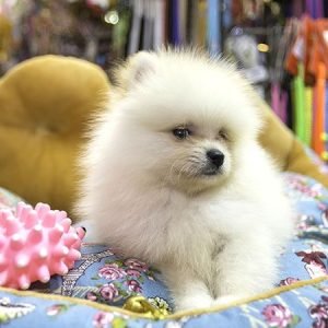 Cómo iniciar una tienda de venta productos para animales